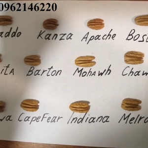 Саженцы ореха Пекан Саженцы ореха Пекан