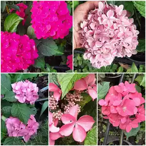 Гортензія Гортензія