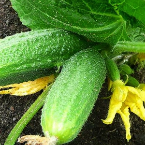 Микроудобрения Микроудобрения