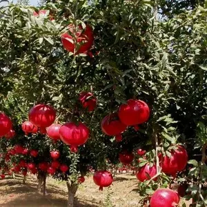 Саженцы граната Саженцы граната