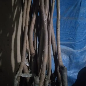 Саженцы Хурмы привитые на Виргинском морозостойком подвое Саженцы Хурмы привитые на Виргинском морозостойком подвое