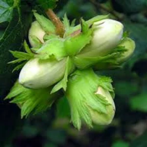 Саженцы фундука Саженцы фундука