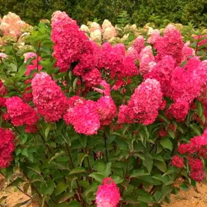 Гортензия метельчатая. Гортензия метельчатая.