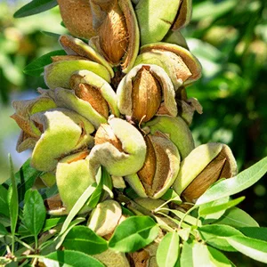 Саженцы миндаля Саженцы миндаля