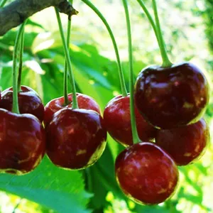 Саженцы вишни Саженцы вишни