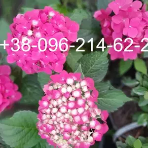 Гортензия крупнолистная. Гортензия крупнолистная.