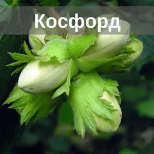 Саженцы фундука Косфорд Саженцы фундука Косфорд