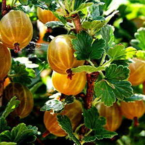 Саженцы крыжовника Саженцы крыжовника