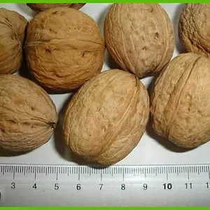 Сорт Буковинский 1 Сорт Буковинский 1