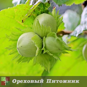 Саженцы фундука Галле Саженцы фундука Галле