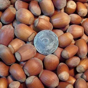 Саженцы фундука Степной Саженцы фундука Степной