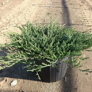 Саженцы можевельника Саженцы можевельника