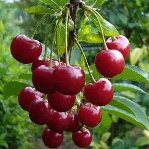 Вишня позднего срока созревания. Вишня позднего срока созревания.