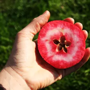 Саженцы яблонь с красной мякотью