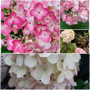 Средней высоты сорта гортензии Средней высоты сорта гортензии