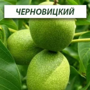 Саженцы ореха грецкого Саженцы ореха грецкого