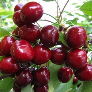 Ранние сорта Ранние сорта