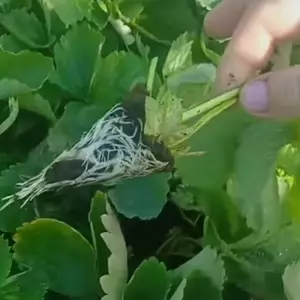 Сорт Мальга Сорт Мальга