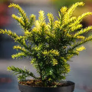 Саженцы тиса Саженцы тиса