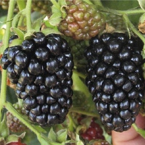 Саженцы Ежевики Саженцы Ежевики