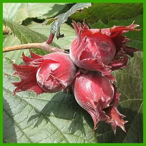 Саженцы фундука Варшавский Саженцы фундука Варшавский