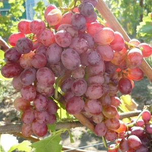 Кишмишные сорта винограда