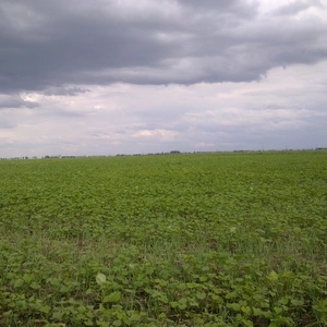 Семена гречихи Семена гречихи