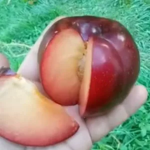 Саженцы диплоидной сливы Саженцы диплоидной сливы