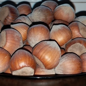 Саженцы фундука Боровский Саженцы фундука Боровский