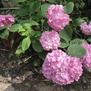 Крупнолистна гортензія Крупнолистна гортензія