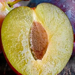 Слива позднего срока созревания. Слива позднего срока созревания.