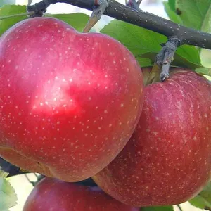 Осенние сорта Осенние сорта