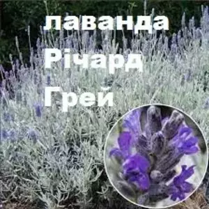 Саженцы Лаванды Саженцы Лаванды