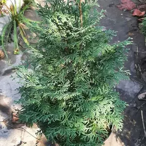 Саженцы туи Саженцы туи