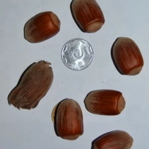 Саженцы фундука Вебба Ценный Саженцы фундука Вебба Ценный