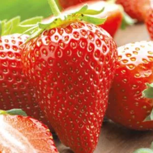 Сорт Сандра Сорт Сандра