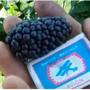 ремонтантные сорта ремонтантные сорта