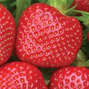 Сорт Мальвина Сорт Мальвина