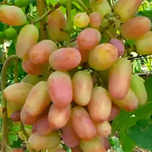 Столовый Столовый