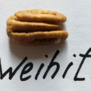 Саженцы ореха Пекан “ Wiehita" Саженцы ореха Пекан “ Wiehita"