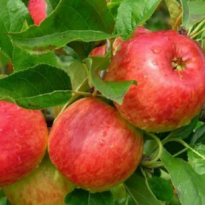 Саженцы яблони Саженцы яблони