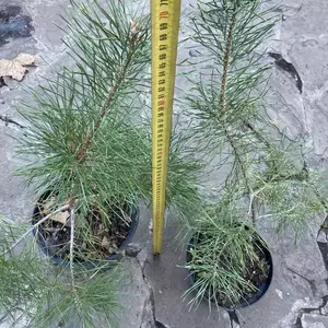 Саженцы хвойных деревьев и кустов Саженцы хвойных деревьев и кустов