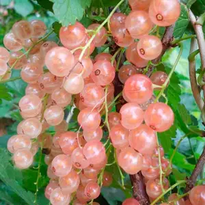 Смородина Красноплодная Смородина Красноплодная