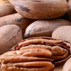 Саженцы ореха Пекан “Apache” Саженцы ореха Пекан “Apache”