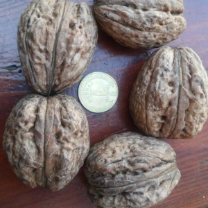 Сорт Буковинская Бомба Сорт Буковинская Бомба