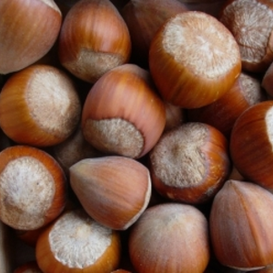 Саженцы фундука Президент Саженцы фундука Президент