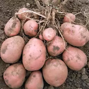 Ревьера Ревьера