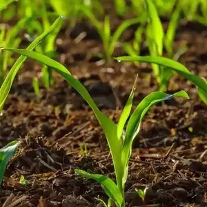 ЕКСТЕНДЕР ЕКСТЕНДЕР