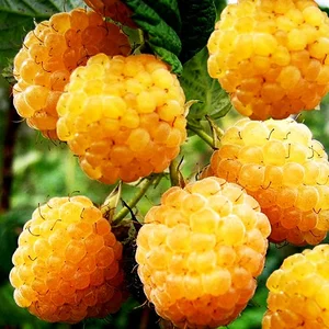 Саженцы малины среднего срока созревания Саженцы малины среднего срока созревания