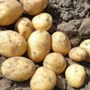 Семенной среднеспелый картофель Гранада 1 Р Семенной среднеспелый картофель Гранада 1 Р